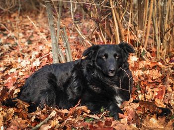 Black dog in the forest