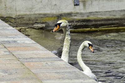 Side view of a swan in lake