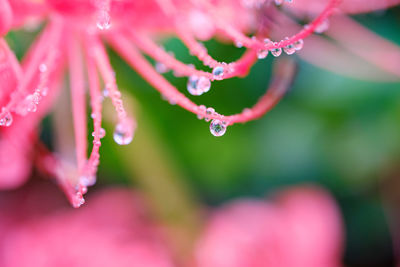 Close-up of water drops on pink flower