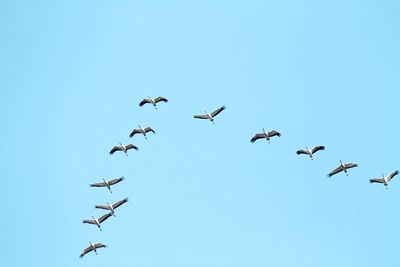 Low angle view of birds flying against clear blue sky