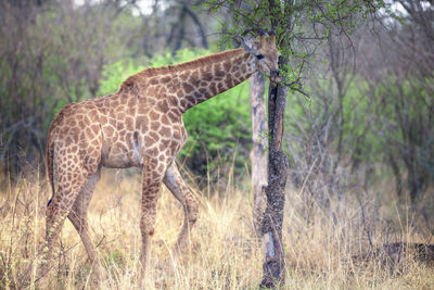 Close up view of giraffe in african savannah, madikwe game reserve, south africa