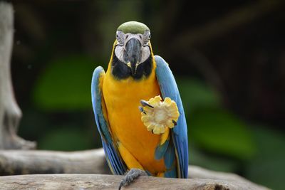 Close-up of blue-and-yellow macaw eating sweetcorn