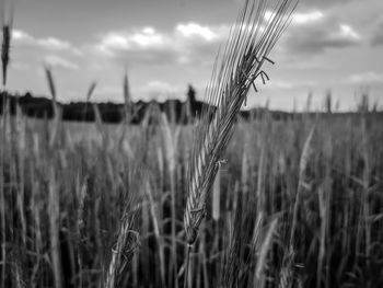 Close-up of wheat growing on field against sky