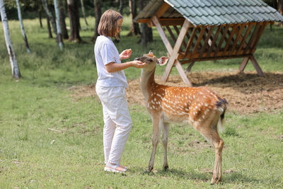 A girl feeding cute spotted deer bambi at petting zoo. baby fawn deer playing with people 