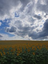 Scenic view of sunflower field against cloudy sky