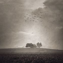 View of trees against sky