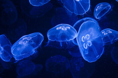 Close-up of jellyfish swimming in sea