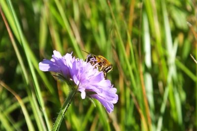 Close-up of bee on purple flower