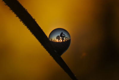 Reflection of person riding bicycle on land in water drop on plants stem against sky during sunset