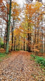 Sunlight falling on road amidst trees during autumn