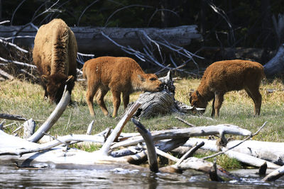 Baby bison scratching his neck against an old stump.