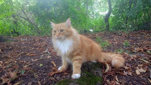 Portrait of cat sitting outdoors