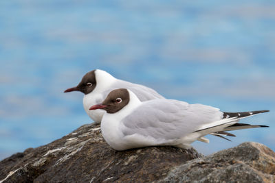 Close-up of black-headed gull in spring perching on rock