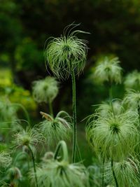 Close-up of dandelion on field