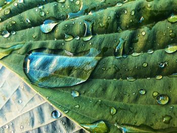 Full frame shot of raindrops on leaves