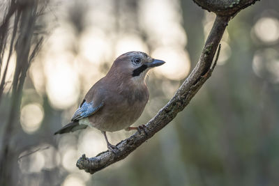 bird
