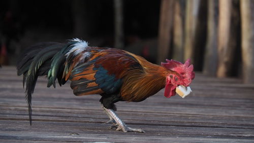Close-up of rooster