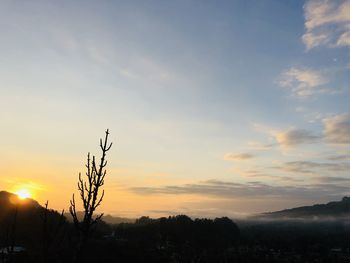 Silhouette plants against sky during sunset