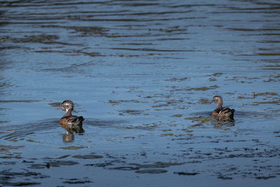 Ducks swimming in lake