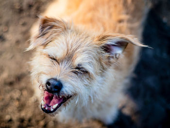 Close-up of dog