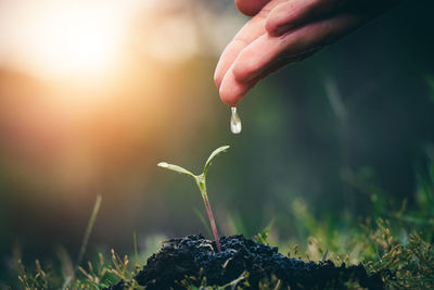 Cropped hand watering seedling on field during sunny day