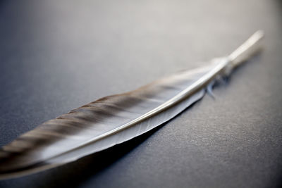 High angle view of feather on table