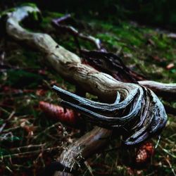 High angle view of wood in forest