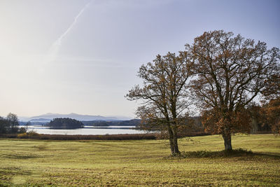 Trees on field against sky