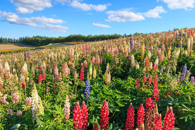 Scenic view of flowers growing in field against sky