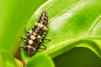 Close-up of bee on leaf