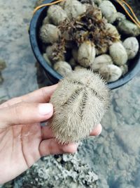 Close-up of hand holding sand dollar