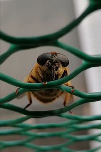 Close-up of insect on metal