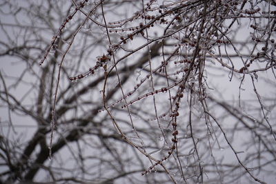 Close-up of snow on bare tree