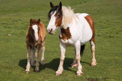 Wild horses in the green grass