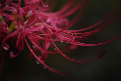 Close-up of water drops on red flower