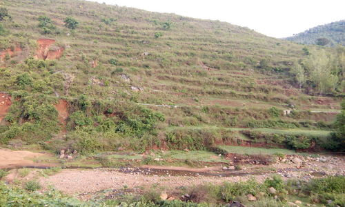 Scenic view of grassy field