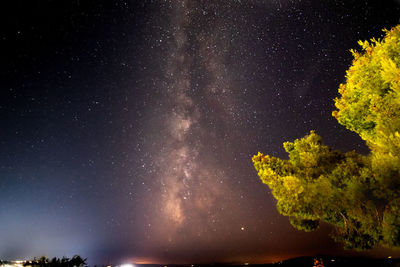 Low angle view of tree against sky at night