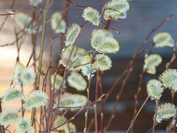 Close-up of flowering plant