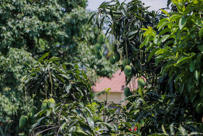 Close-up of flowering plant against trees