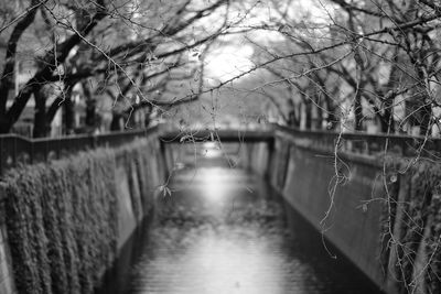 Footbridge amidst trees