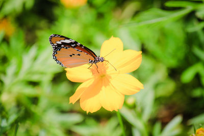 Close-up of butterfly pollinating on flower