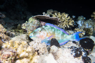 Close-up of fish swimming in sea