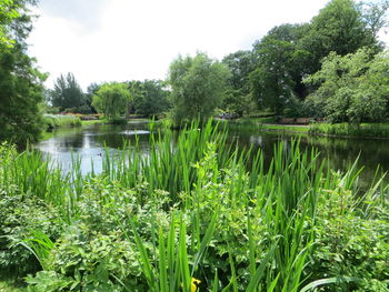 Scenic view of lake by trees against sky