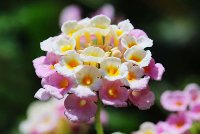 Close-up of flowering plant