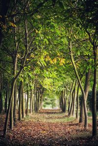 Footpath amidst trees in forest