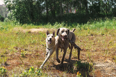 Portrait of dog playing with stick in field