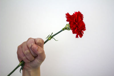 Cropped hand holding red flower against white background