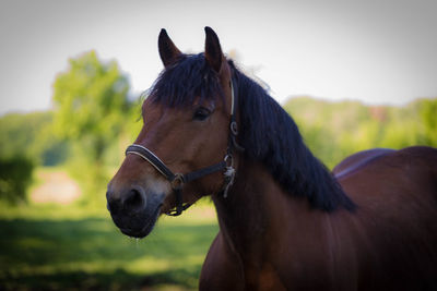 Close-up of horse against sky