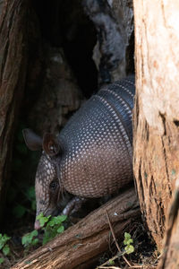 Foraging nine-banded armadillo dasypus novemcinctus in the woods of naples, florida