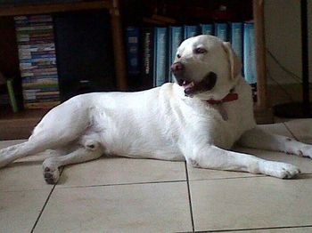 Dog resting on bed